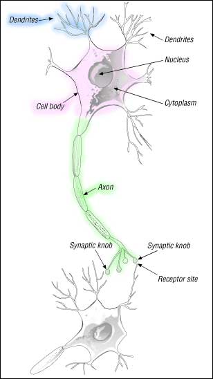 sketch of a neuron axon dendrite synapse