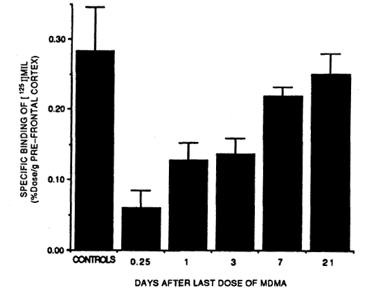 SERT binding in MDMA user's brains recovery over time