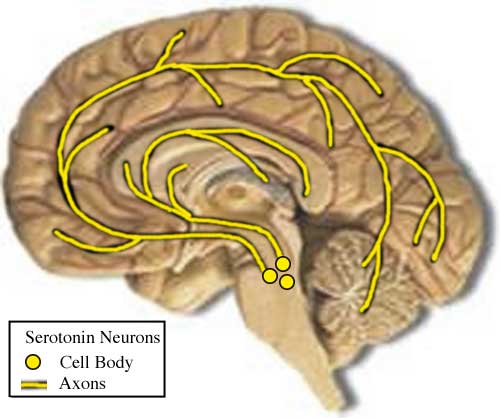 brain section showing raphe nuclei and serotonin pathways